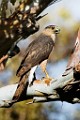 Peregrine Falcons