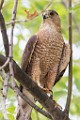 Peregrine Falcons