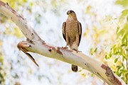 Peregrine Falcons