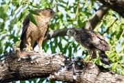 Peregrine Falcons