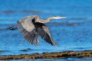Sea of Cortez Shore Birds  Great Blue Heron : Great Blue Heron