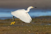 Sea of Cortez Shore Birds  Snowy Egret : Snowy Egret