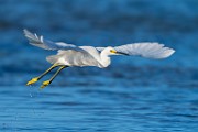 Sea of Cortez Shore Birds  Snowy Egret : Snowy Egret