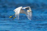 Sea of Cortez Shore Birds  Snowy Egret : Snowy Egret