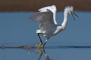 Sea of Cortez Shore Birds  Snowy Egret : Snowy Egret