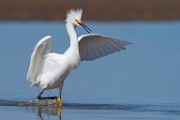 Sea of Cortez Shore Birds  Snowy Egret : Snowy Egret