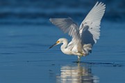 Sea of Cortez Shore Birds  Snowy Egret : Snowy Egret