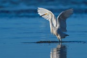 Sea of Cortez Shore Birds  Snowy Egret : Snowy Egret