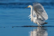 Sea of Cortez Shore Birds  Snowy Egret : Snowy Egret
