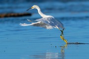 Sea of Cortez Shore Birds  Snowy Egret : Snowy Egret