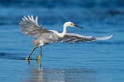 Sea of Cortez Shore Birds  Snowy Egret : Snowy Egret