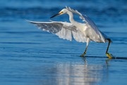Sea of Cortez Shore Birds  Snowy Egret : Snowy Egret