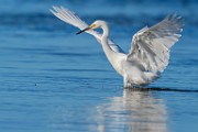 Sea of Cortez Shore Birds  Snowy Egret : Snowy Egret