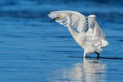 Sea of Cortez Shore Birds  Snowy Egret : Snowy Egret