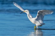 Sea of Cortez Shore Birds  Snowy Egret : Snowy Egret