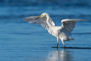 Sea of Cortez Shore Birds  Snowy Egret : Snowy Egret