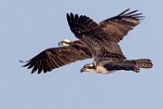 Sea of Cortez Workshop  Osprey : Osprey