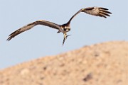 Sea of Cortez Workshop  Osprey : Osprey