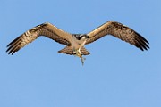 Sea of Cortez Workshop  Osprey : Osprey