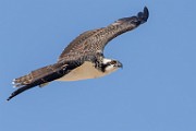 Sea of Cortez Workshop  Osprey : Osprey