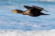 Double-crested Cormorant  Double-crested Cormorant : Double-crested Cormorant