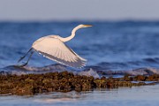 Sea of Cortez  Great Egret : Great Egret