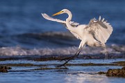 Sea of Cortez  Great Egret : Great Egret