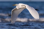 Sea of Cortez  Great Egret : Great Egret