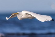 Sea of Cortez  Great Egret : Great Egret