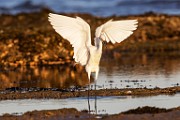 Sea of Cortez  Snowy Egret : Snowy Egret