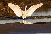 Sea of Cortez  Great Egret : Great Egret