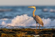 Sea of Cortez  Great Blue Heron : Great Blue Heron