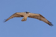 Sea of Cortez  Osprey : Osprey
