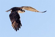 Sea of Cortez  Osprey : Osprey