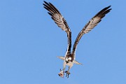 Sea of Cortez  Osprey : Osprey