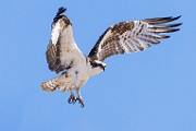 Sea of Cortez  Osprey : Osprey