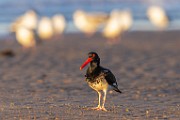 Sea of Cortez  American Oystercatcher : American Oystercatcher