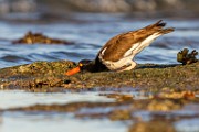 Sea of Cortez  American Oystercatcher : American Oystercatcher