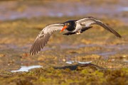 Sea of Cortez  American Oystercatcher : American Oystercatcher