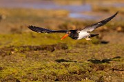 Sea of Cortez  American Oystercatcher : American Oystercatcher