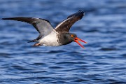 Sea of Cortez  American Oystercatcher : American Oystercatcher