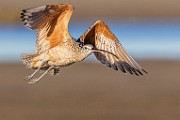 Sea of Cortez  Long-billed Curlew : Long-billed Curlew