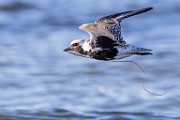 Sea of Cortez  Black-billied Plover, Breeding Male : Black-billied Plover, Breeding Male