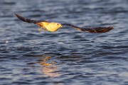 Sea of Cortez  Ring-billed Gull : Ring-billed Gull