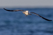 Sea of Cortez  Ring-billed Gull : Ring-billed Gull