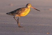 Sea of Cortez  Marbled Godwit : Marbled Godwit