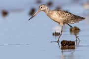 Sea of Cortez  Marbled Godwit : Marbled Godwit