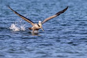Sea of Cortez  Brown Pelican : Brown Pelican