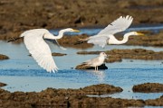 Sea of Cortez  Great Egret : Great Egret