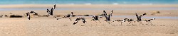 Sea of Cortez  Willet : Willet